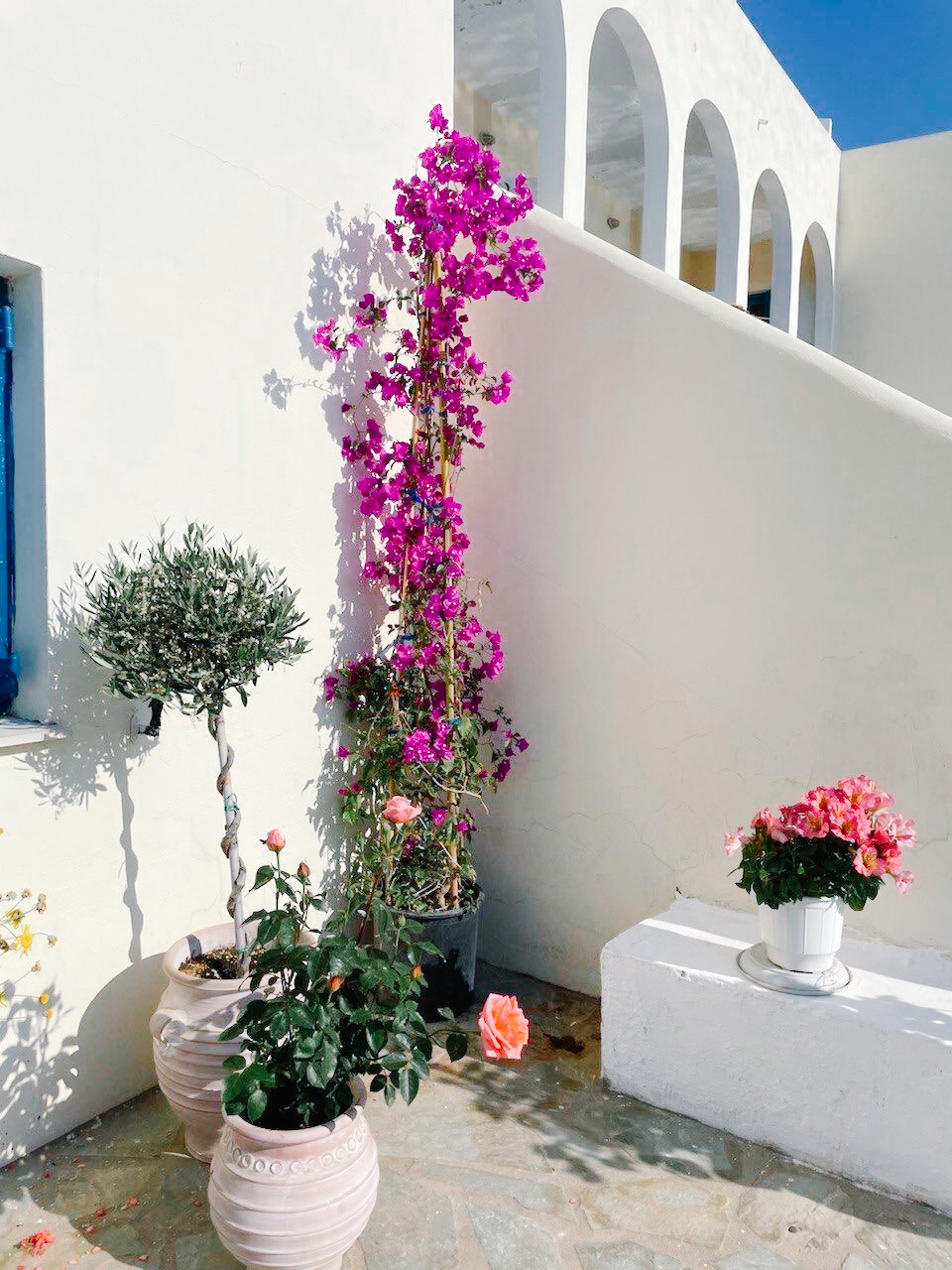 roses, flowers, and plants in pots