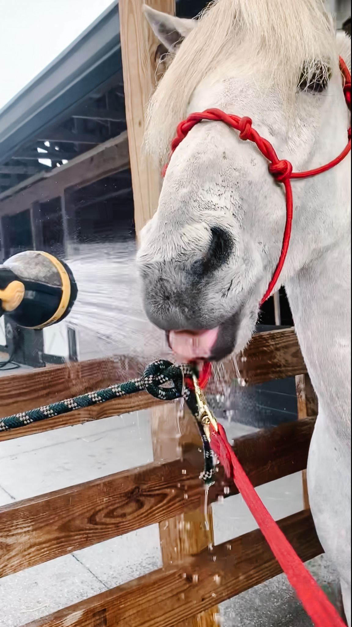 Solomon the icelandic horse has a fear of water and hoses