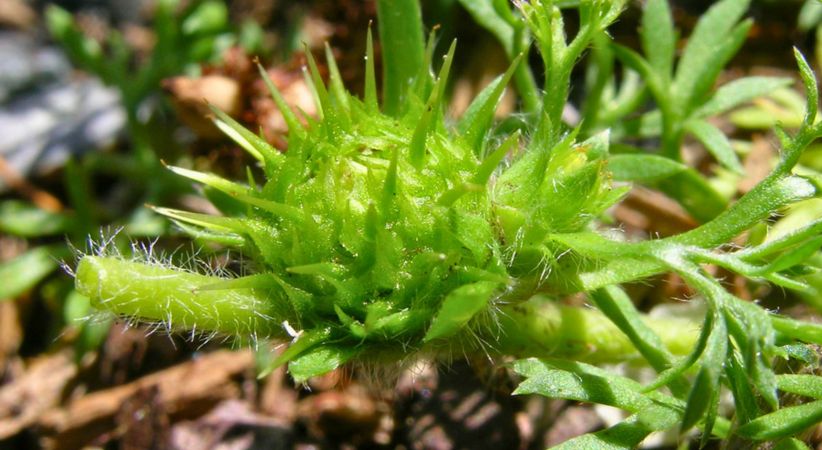 Bindii weed rosette growing in Australian lawn in winter before seed pods form