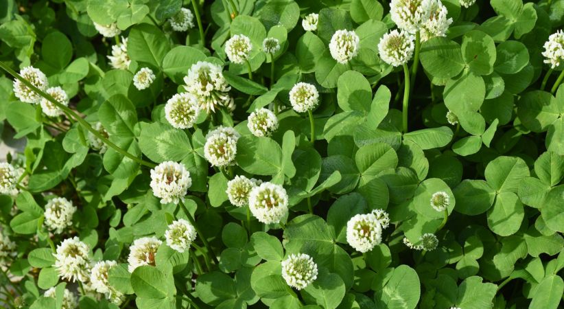 White clover patch in Australian lawn showing trifoliate leaves with white crescent markings