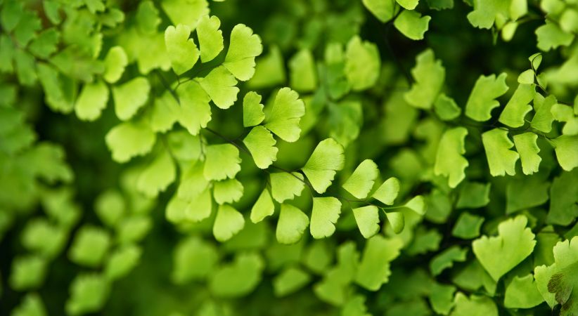 Creeping oxalis with yellow flowers growing across lawn in winter, showing heart-shaped leaves
