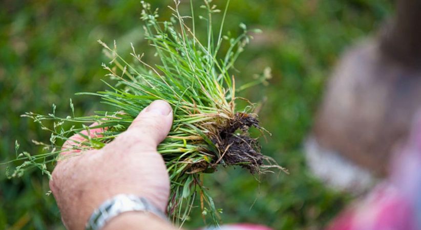 Winter grass Poa annua pale green clumps with triangular seed heads growing in Australian lawn