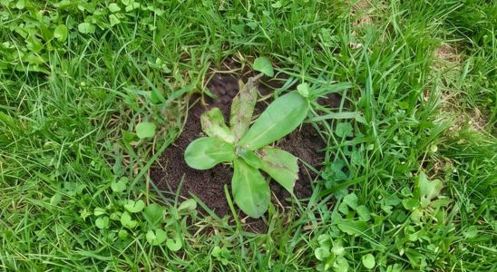Cudweed in Australian lawn during winter morning.